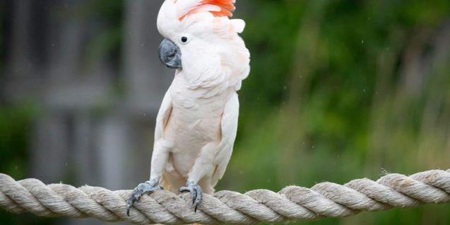 moluccan-cockatoo